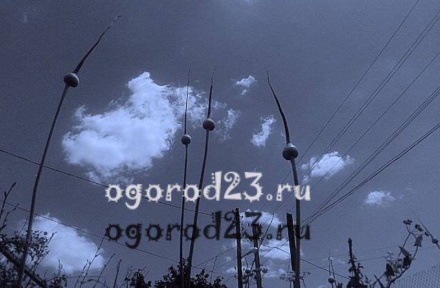 Когда убирать яровой чеснок с грядки. ﻿ Чеснок.Выращивание чеснока в Сибире