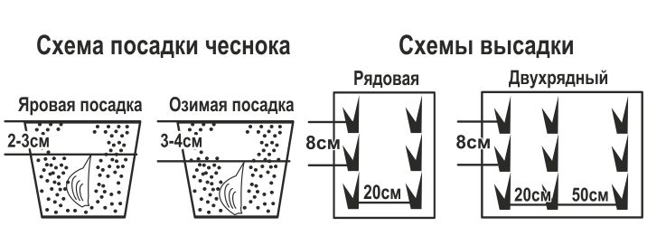 Благоприятные дни для посадки чеснока октябрь. Посадка чеснока под зиму – как и когда