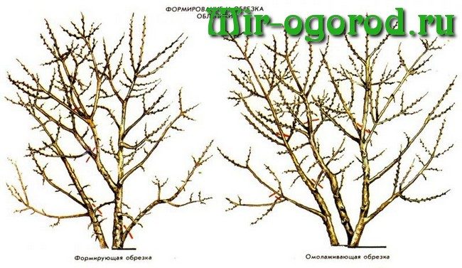 Когда лучше садить облепиху. Облепиха: посадка и уход, секреты выращивания.