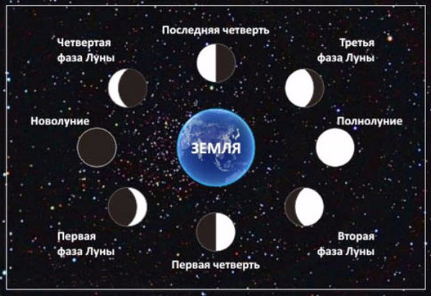 Когда садить зимний чеснок в сентябре. Подготовка чеснока к посадке осенью. Когда сажают чеснок