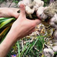 Когда убирать яровой чеснок с грядки. Чеснок.Выращивание чеснока в Сибире