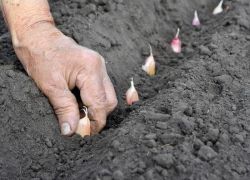 Удобрение чеснока, выращивание, подкормка весной и осенью. Как вырастить крупный чеснок на огороде