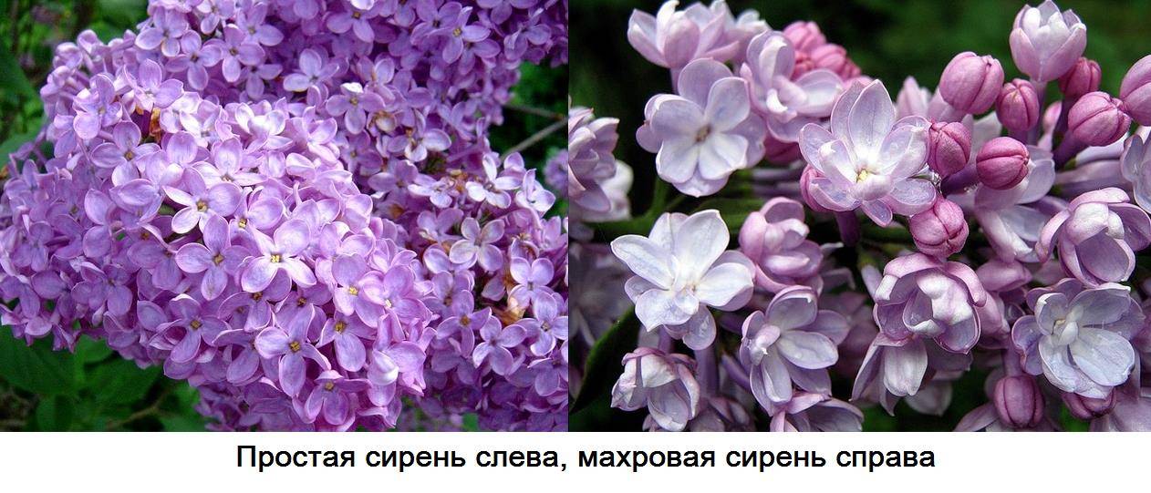 Сирень – посадка и уход в саду, обрезка и размножение.