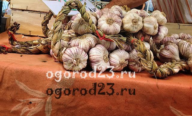 Когда убирать яровой чеснок с грядки. Чеснок.Выращивание чеснока в Сибире