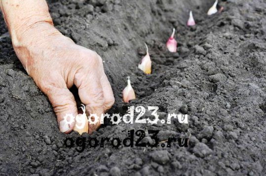 Когда убирать озимый чеснок