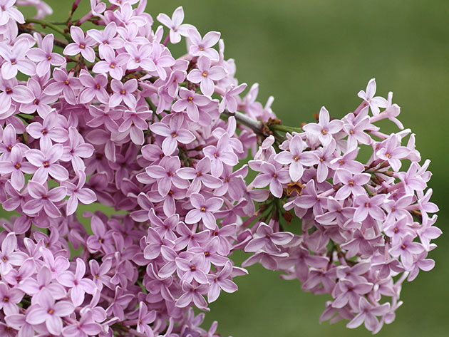 Сирень – посадка и уход в саду, обрезка и размножение.