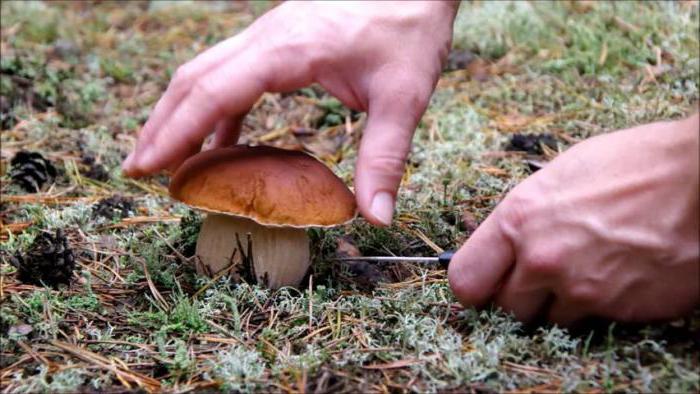 Белые грибы когда собирать. Где растут белые грибы.