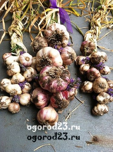 Когда убирать озимый чеснок