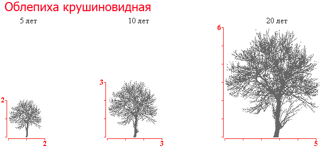 Когда пересаживают облепиху осенью. Комплексный уход – полив, внесение удобрений. Пересадка взрослого растения.