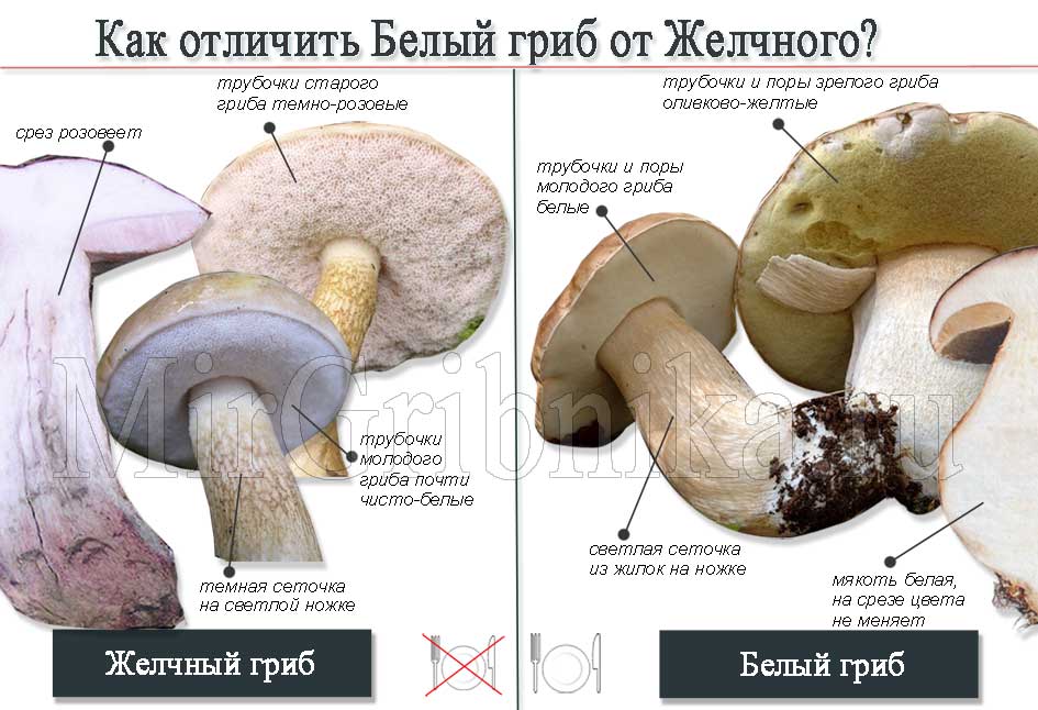 Белые грибы когда собирать. Где растут белые грибы.