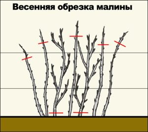Как ухаживать за малиной летом? Что следует учесть при выборе способа выращивания малины