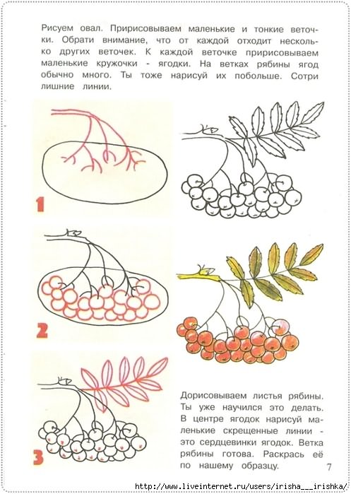 Ветка рябины рисунок шаблон. Урок рисования рябины в старшей группе