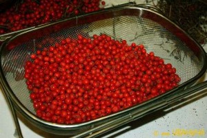 Настойка из сушеной рябины рецепт на водке. Рецепты из рябины: настойка на водке, коньяке, спирте и наливка
