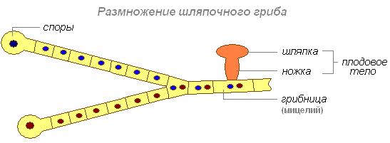 Формы и способы размножения грибов. Размножение грибов