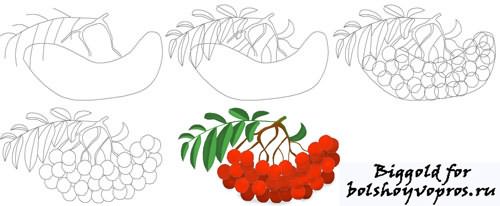 Ветка рябины рисунок шаблон. Урок рисования рябины в старшей группе