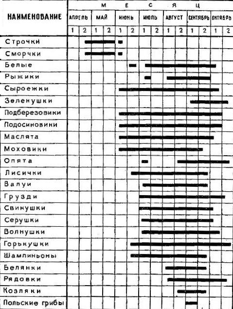Когда начинают собирать грибы. Когда собирать грибы.