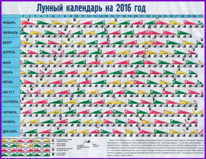Когда сажать чеснок под зиму – сроки и особенности посадки. Когда сажать чеснок под зиму – научные и народные приметы