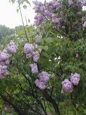 Уход за сиренью.