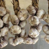 Когда убирать яровой чеснок с грядки. Чеснок.Выращивание чеснока в Сибире