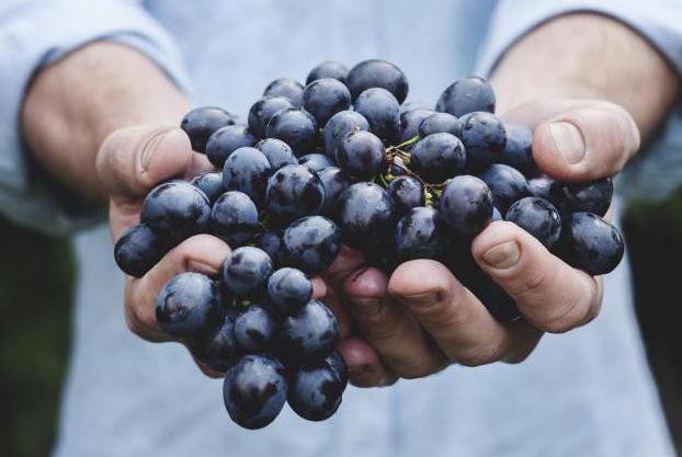 Описание основных характеристик сорта. Виноград мерло: описание сорта