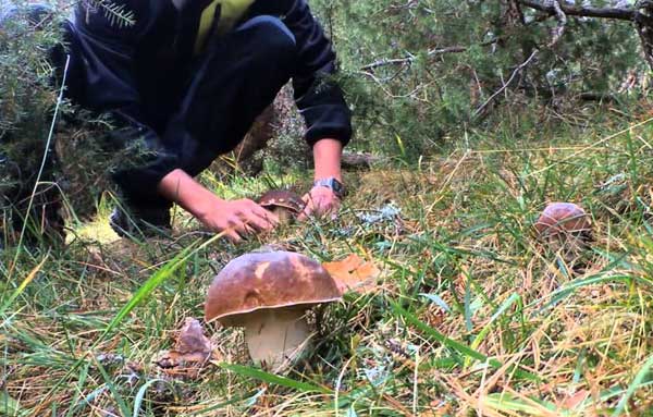 Белые грибы когда собирать. Где растут белые грибы.