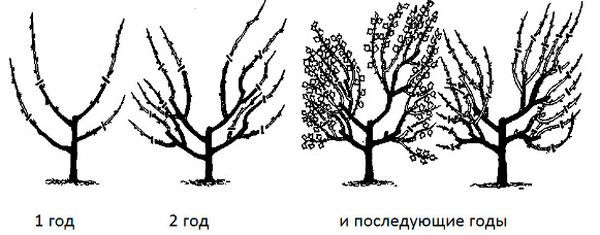 Как обрезать кружовник весной. Подготовка к осенней обрезке