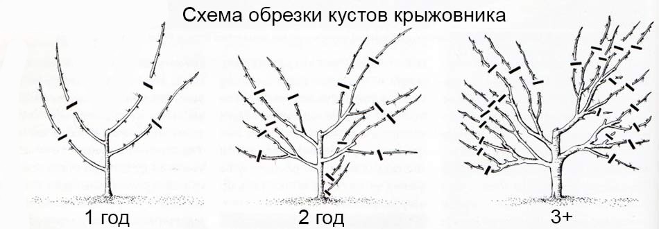 Как омолодить крыжовник весной. Обрезка крыжовника в дальнейшем. Видео «Весенняя обрезка крыжовника»