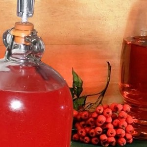 Настойка из сушеной рябины рецепт на водке. Рецепты из рябины: настойка на водке, коньяке, спирте и наливка