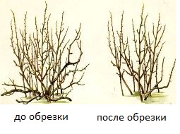 Как подрезать крыжовник осенью. Подготовка крыжовника к зиме: укрытие и подкормка на зиму