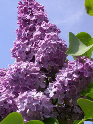 Уход за сиренью.