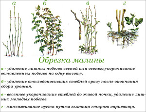 Как ухаживать за малиной летом? Что следует учесть при выборе способа выращивания малины